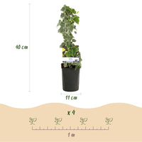 Green boutiQ - Klimplant - Hedera helix Glacier -  Blad Bont - Groenblijvend - 2 planten - Pot 11cm Hoogte 40cm