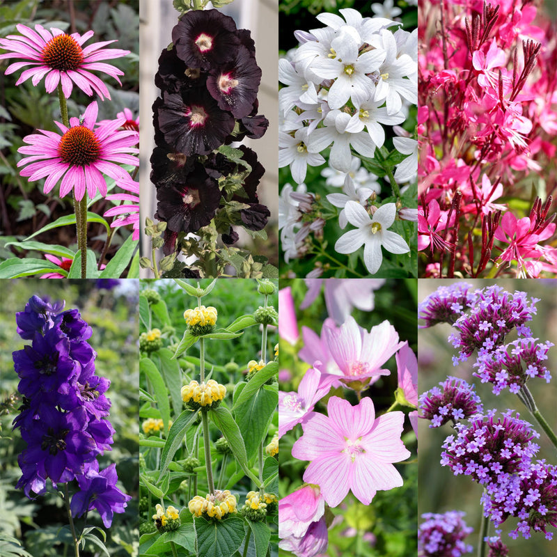 Green boutiQ - Borderpakket - Bijen en Vlinderlokkend - 8 Vaste planten - 1 m2 - Diversen kleuren - Weinig Onderhoud - Pot 11cm