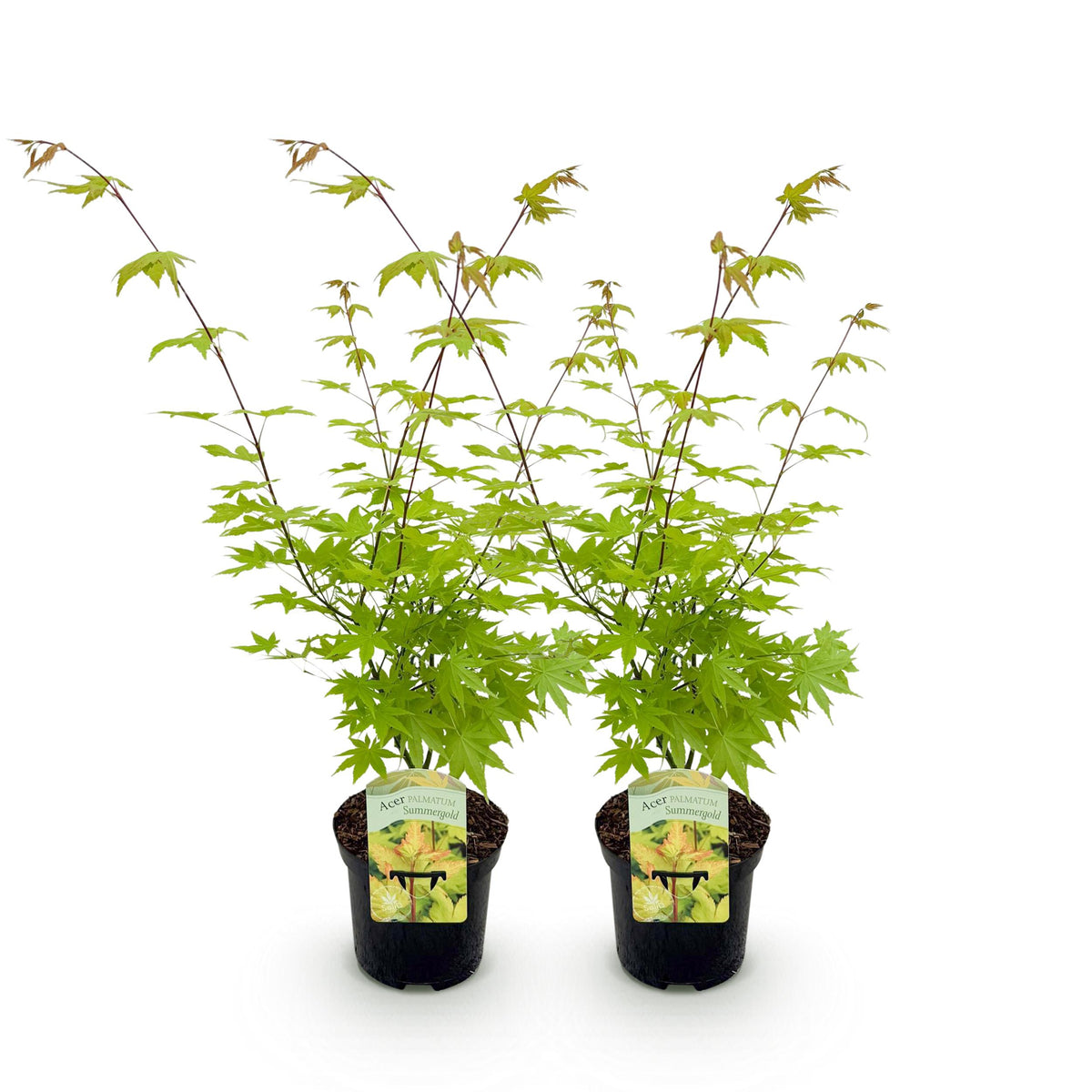 Green boutiQ - Terrasplant - Japanse Esdoorn - Acer palmatum Summergold - Geel - 2 Planten - Bladverliezend - Pot 19cm Hoogte 70cm