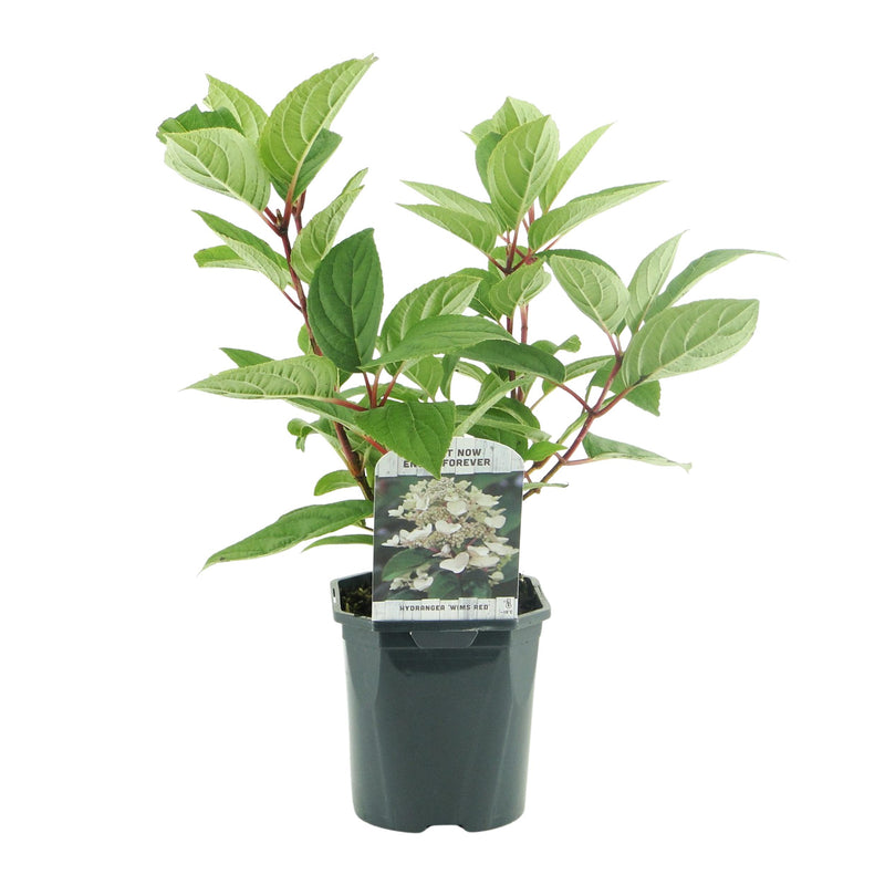 Green boutiQ - Pluim Hortensia - Hydrangea panniculata Wims Red - Bloem Wit Rood  - 3 Planten - 1 m2 - Bladverliezend - Grote Bloemen - Pot 17cm Hoogte 50cm