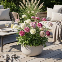 Green boutiQ - Bloembollen - Ranunculus Pastel Mix - Diversen Kleuren - 40 stuks - Bolmaat 5/6 - XXL Pack