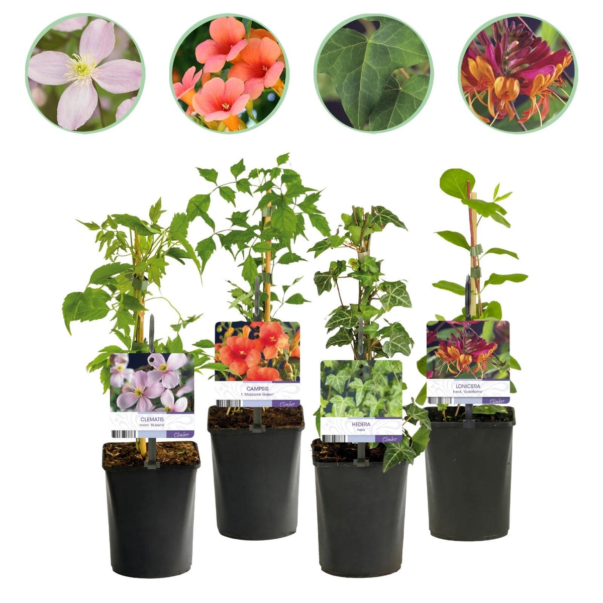 Green boutiQ - Klimplanten Rainbow - Clematis montana Rubens  Hedera helix lonicera Goldflame Campsis madame Galen   - Jaarrond kleur - 4 planten - Pot 11cm Hoogte 40cm