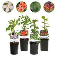 Green boutiQ - Klimplanten Rainbow - Clematis montana Rubens  Hedera helix lonicera Goldflame Campsis madame Galen   - Jaarrond kleur - 4 planten - Pot 11cm Hoogte 40cm