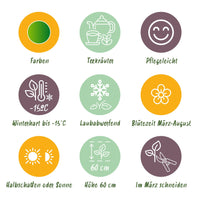 Green boutiQ - Borderpakket - Thee kruiden - 8 Vaste planten - 1 m2 - Diversen kleuren - Weinig Onderhoud - Pot 11cm