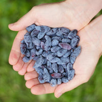 Green boutiQ - Fruitplanten - Honingbes - Lonicera caerulea Kamtschatica - Winterhard - 6 Planten - Pot 9 cm - Blauw  Bes