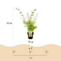 Green boutiQ - Terrasplant - Japanse Esdoorn - Acer palmatum Summergold - Geel - 1 Plant - Bladverliezend - Pot 19cm Hoogte 70cm