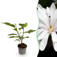 Green boutiQ - Tuinplant - Magnolia