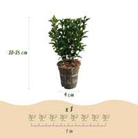 Green boutiQ - Haagplanten - Euonymus japonica Green Spire