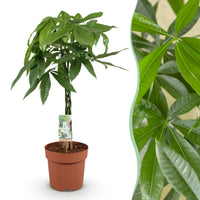 Green BoutiQ - Green is... Kamerplanten - Pachira Aquatica gevlochten stam - Geldboom - Weinig onderhoud - Groen - 1 Plant - Pot 21cm - Hoogte 80-90cm
