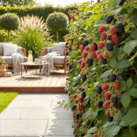 Green boutiQ - Fruitplanten - Doornloze Braam - Rubus Thornfree - Winterhard - 3 Planten - Pot 9 cm - Zwarte Braam