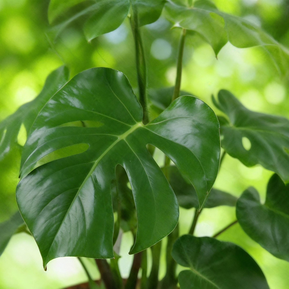 Green BoutiQ - Green is... Kamerplanten - Monstera Deliciosa - Gatenplant - Weinig onderhoud - met mand - Groen - 2 Planten - Pot 17cm - Hoogte 50-55cm