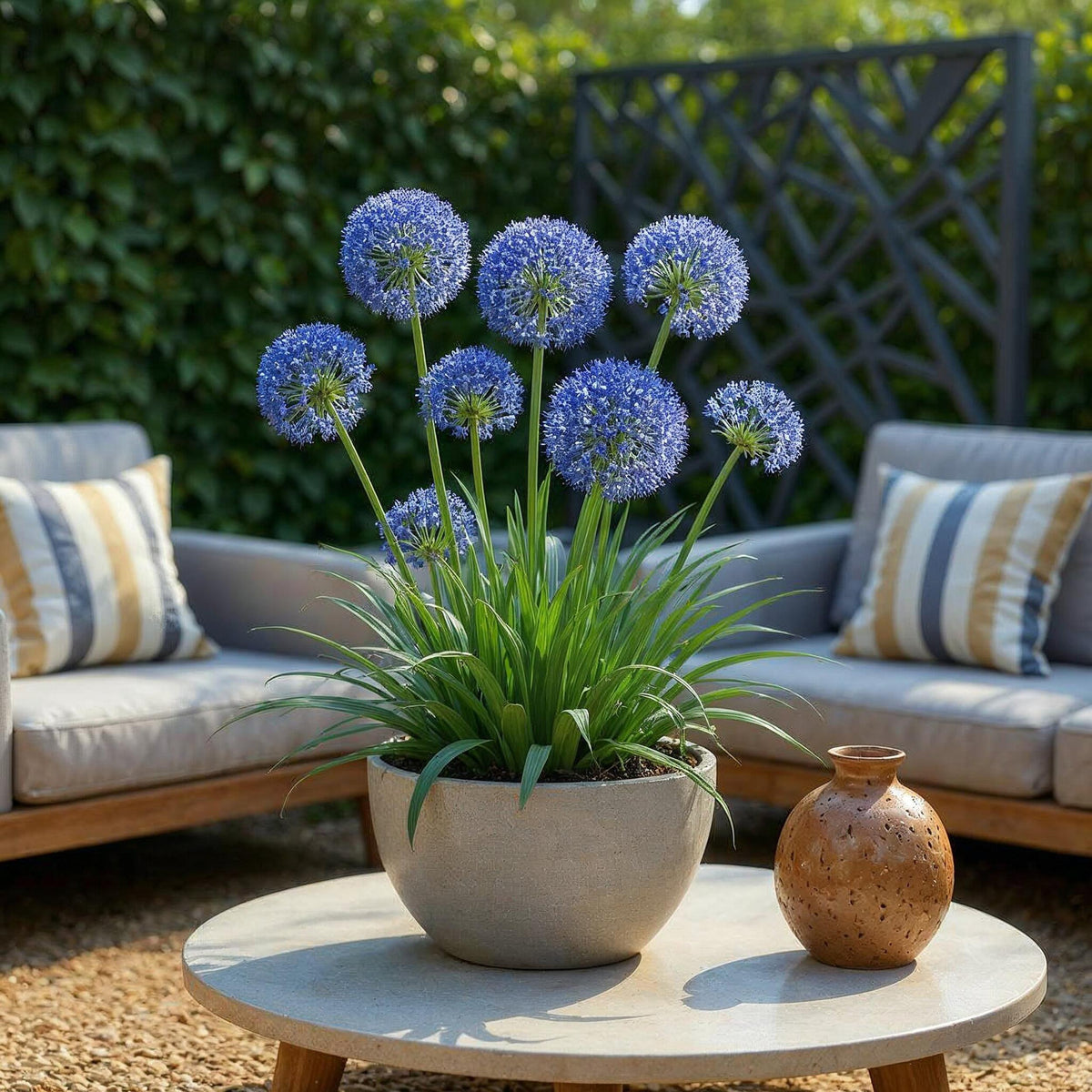 Green boutiQ - Bloembollen - Allium Caeruleum - Kleur Blauw - 40 stuks - Bolmaat 4/5 - XXL Pack