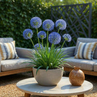 Green boutiQ - Bloembollen - Allium Caeruleum - Kleur Blauw - 40 stuks - Bolmaat 4/5 - XXL Pack