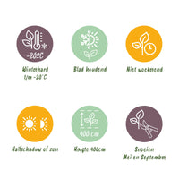 Green boutiQ - Haagplanten - Euonymus japonica Green Spire