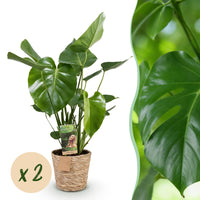 Green BoutiQ - Green is... Kamerplanten - Monstera Deliciosa - Gatenplant - Weinig onderhoud - met mand - Groen - 2 Planten - Pot 17cm - Hoogte 50-55cm