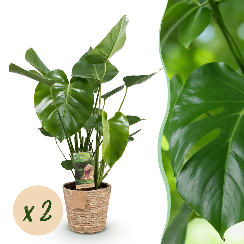 Green BoutiQ - Green is... Kamerplanten - Monstera Deliciosa - Gatenplant - Weinig onderhoud - met mand - Groen - 2 Planten - Pot 17cm - Hoogte 50-55cm