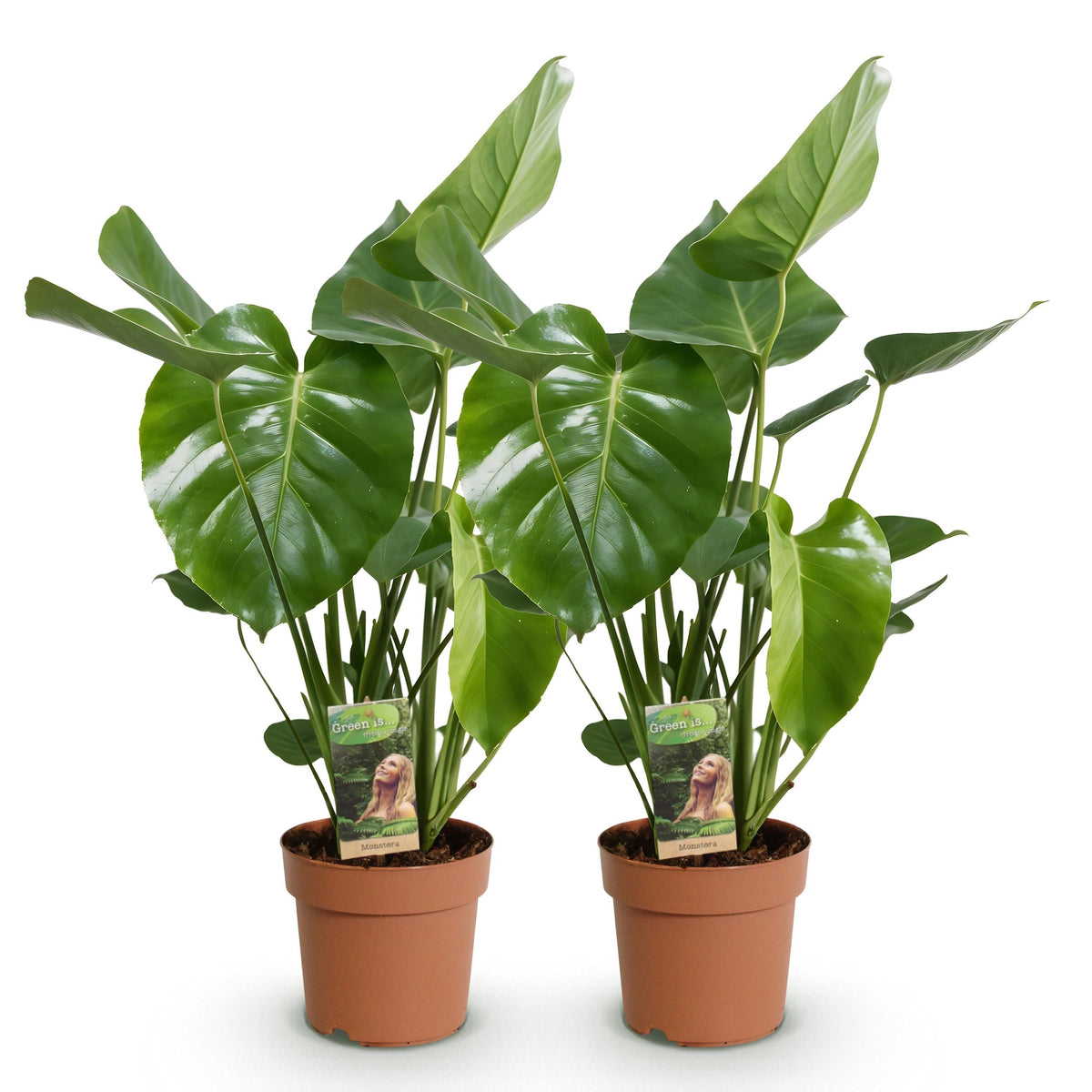 Green BoutiQ - Green is... Kamerplanten - Monstera Deliciosa - Gatenplant - Weinig onderhoud - Groen - 2 Planten - Pot 17cm - Hoogte 50-55cm