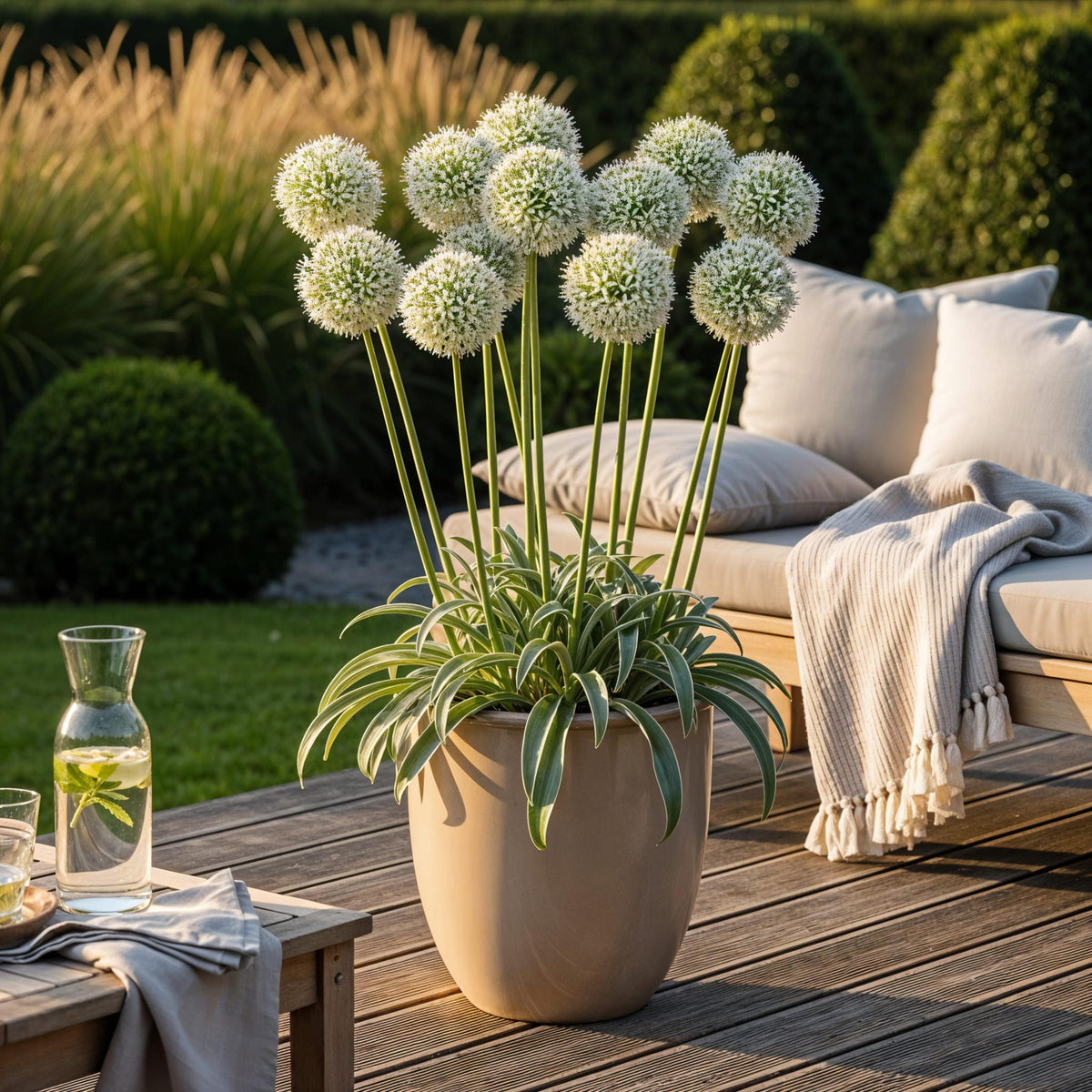 Green boutiQ - Bloembollen - Allium Mount Everest - Kleur Wit - 3 stuks - Bolmaat 16/18 - XXL Pack