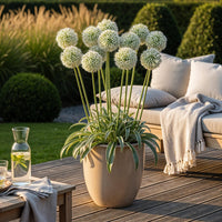 Green boutiQ - Bloembollen - Allium Mount Everest - Kleur Wit - 3 stuks - Bolmaat 16/18 - XXL Pack