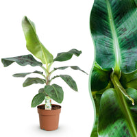 Green BoutiQ - Green is... Kamerplanten - Musa acuminata Dwarf Cavendisch - Bananenplant - Weinig onderhoud - Groen - 1 Plant - Pot 21cm - Hoogte 70-75cm