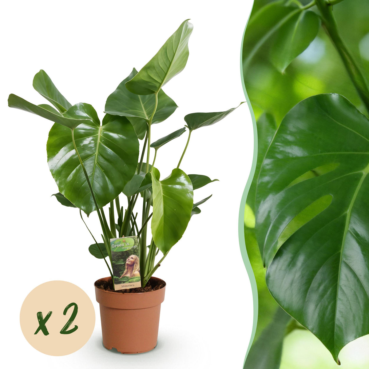Green BoutiQ - Green is... Kamerplanten - Monstera Deliciosa - Gatenplant - Weinig onderhoud - Groen - 2 Planten - Pot 17cm - Hoogte 50-55cm