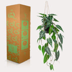 Plante artificielle - Alocasia - Oreille d'éléphant - 80 cm