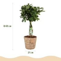 Green BoutiQ - Green is... Kamerplanten - Schefflera Nora - Vingerboom - Weinig onderhoud - met mand - Groen - 1 Plant - Pot 21cm - Hoogte 70-82cm