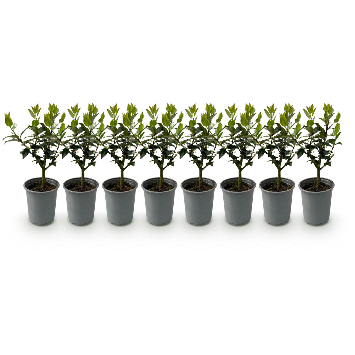 Green boutiQ - Haagplanten - Ilex Blue maid- blad groen - 8 planten - 1 strekkende meter - groenblijvend - pot 9cm hoogte 25-30cm