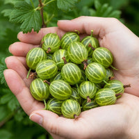 Green boutiQ - Fruitplanten - Kruisbes - Ribes uva-crispa Hinnonmaki Grun - Winterhard - 3 Planten - Pot 9 cm - Groene Bes