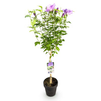 Green boutiQ - Tuinplant - Hibiscus syriacus White Chiffon®