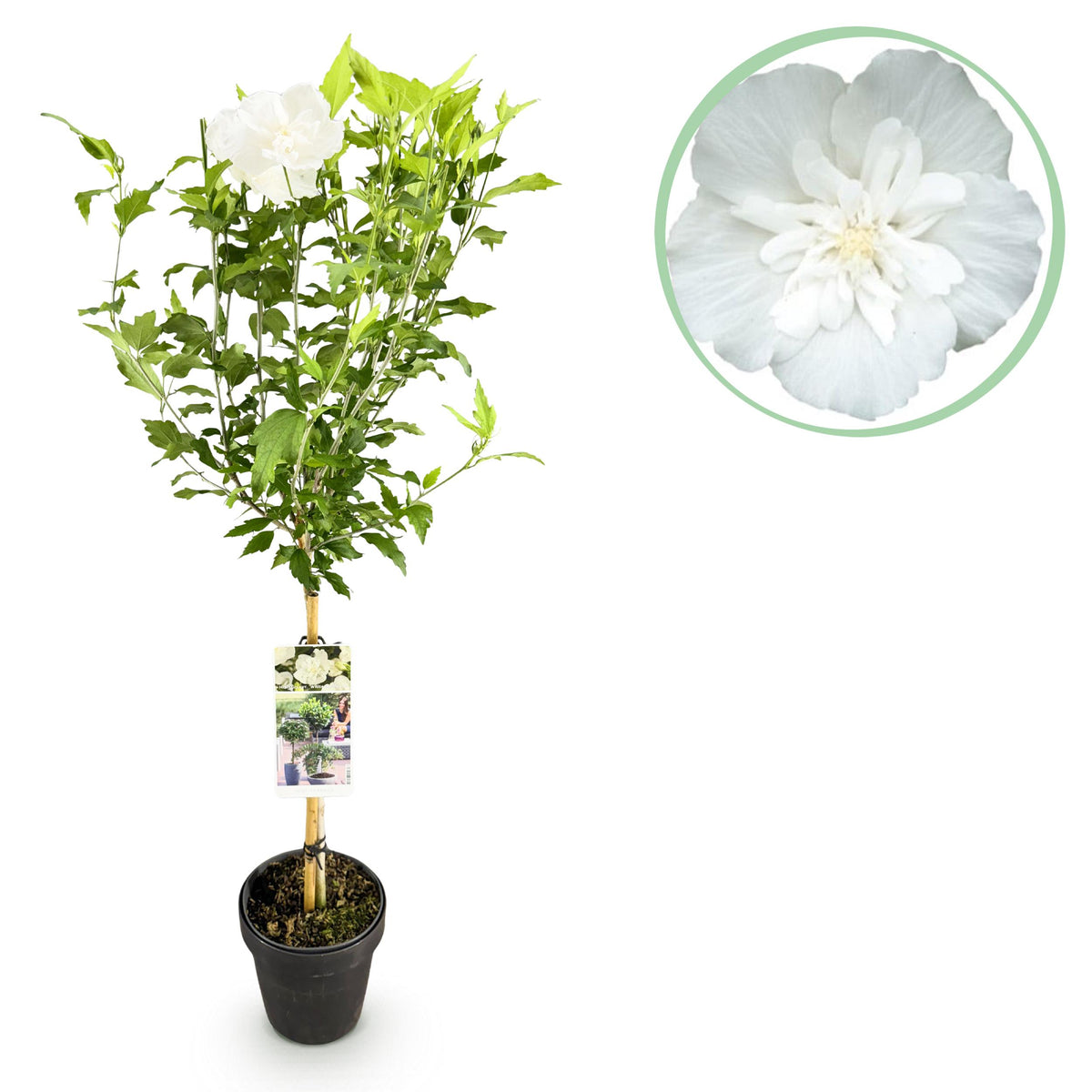 Green boutiQ - Tuinplant - Hibiscus syriacus White Chiffon®