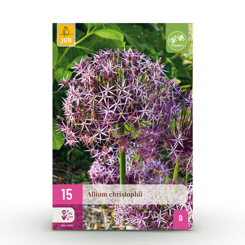 Green boutiQ - Bloembollen - Allium Christophii - Kleur Paars - 15 stuks - Bolmaat 10/2 - XXL Pack