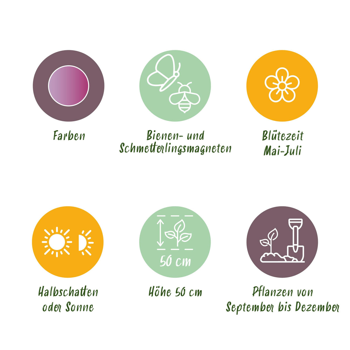 Green boutiQ - Bloembollen - Allium Christophii - Kleur Paars - 15 stuks - Bolmaat 10/2 - XXL Pack