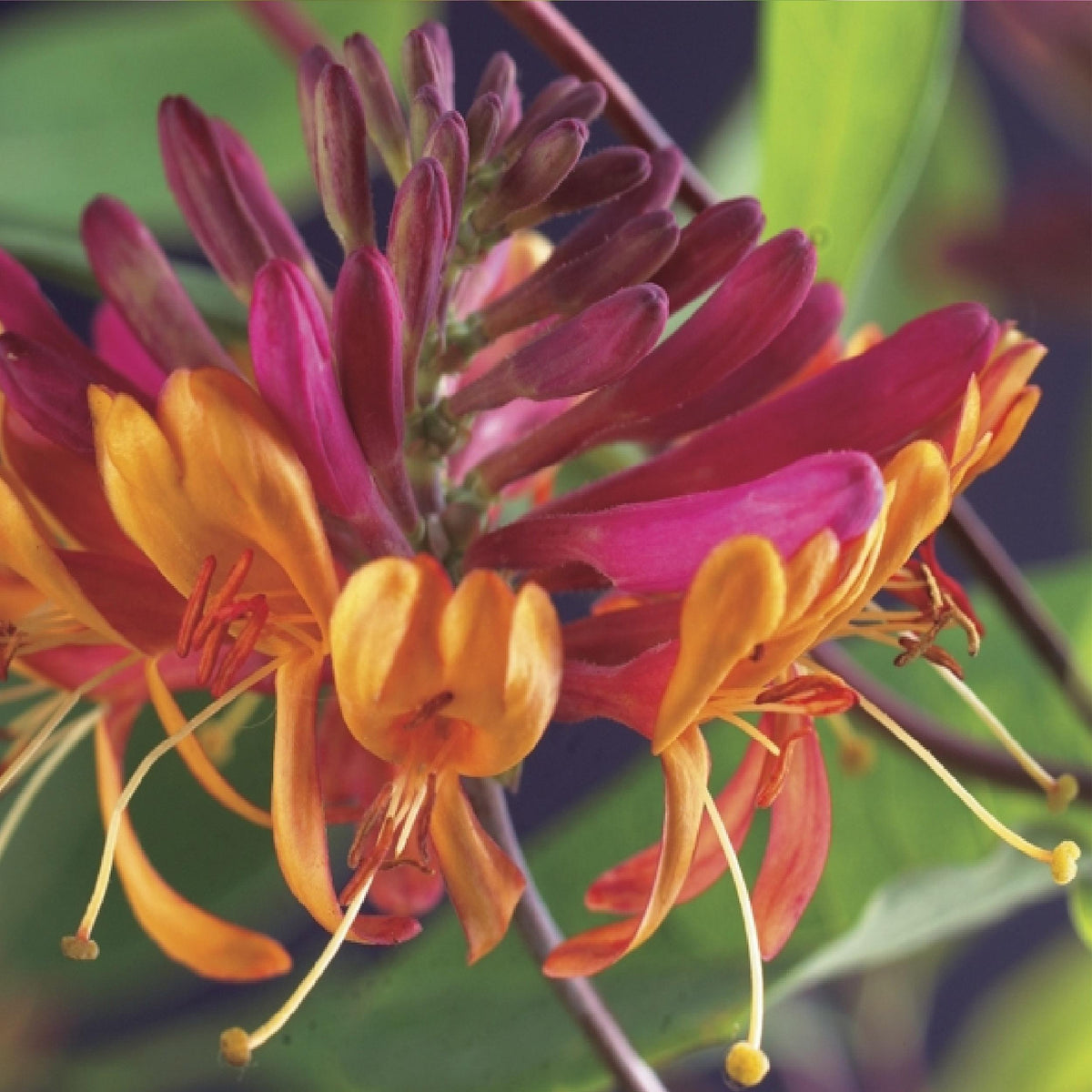 Green boutiQ - Klimplanten Rainbow - Clematis montana Rubens  Hedera helix lonicera Goldflame Campsis madame Galen   - Jaarrond kleur - 4 planten - Pot 11cm Hoogte 40cm