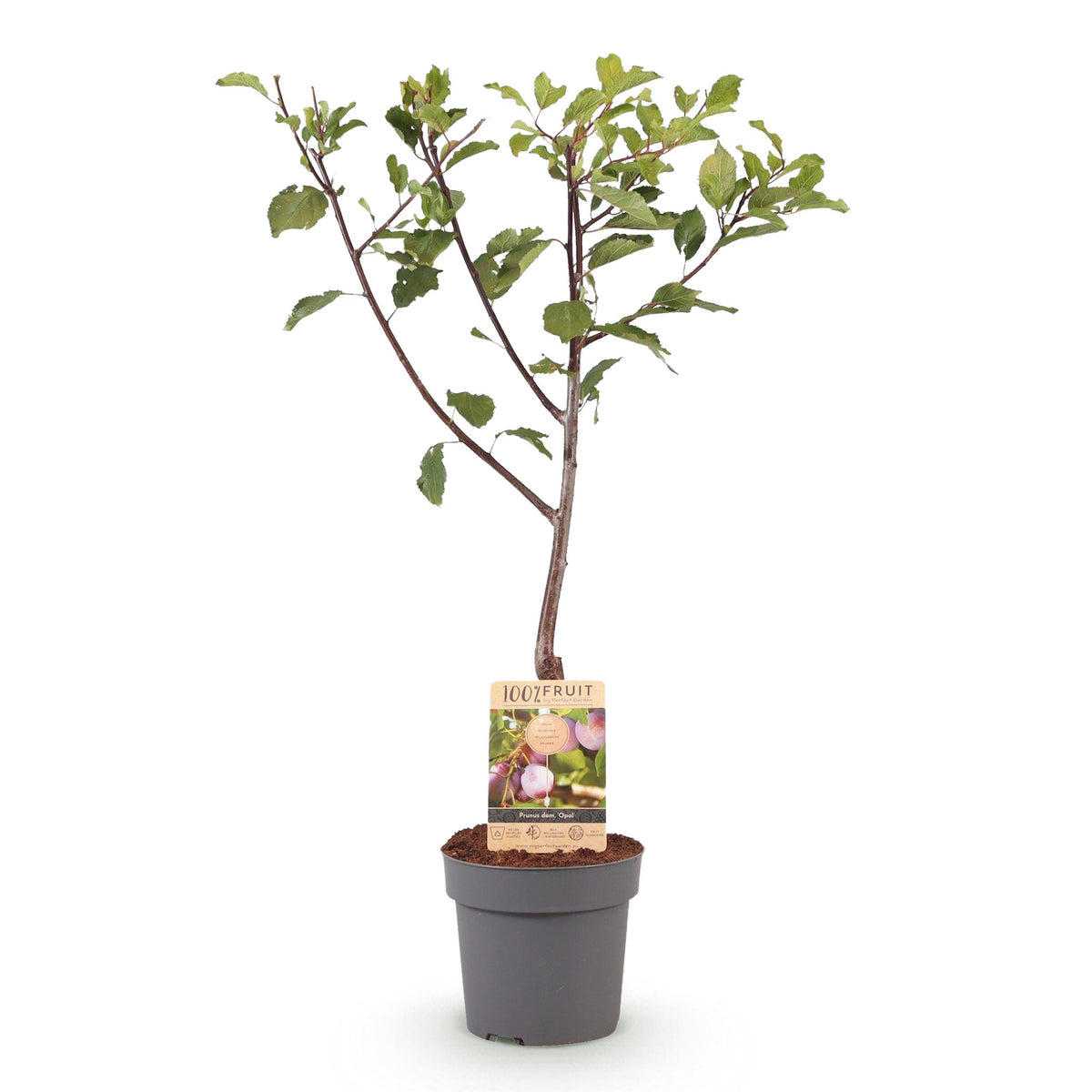 Green boutiQ - Fruitplant - Pruimen boom - Prunus domestica Opal - Geel Rode Vrucht - Pot 21cm Hoogte 90cm