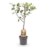 Green boutiQ - Fruitplant - Pruimen boom - Prunus domestica Opal - Geel Rode Vrucht - Pot 21cm Hoogte 90cm