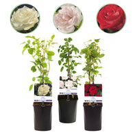 Green boutiQ - Klimroos - Rosa Tricolour  - Bloemen Roze Wit Rood - Weinig onderhoud - 3 planten - Pot 11cm Hoogte 40cm