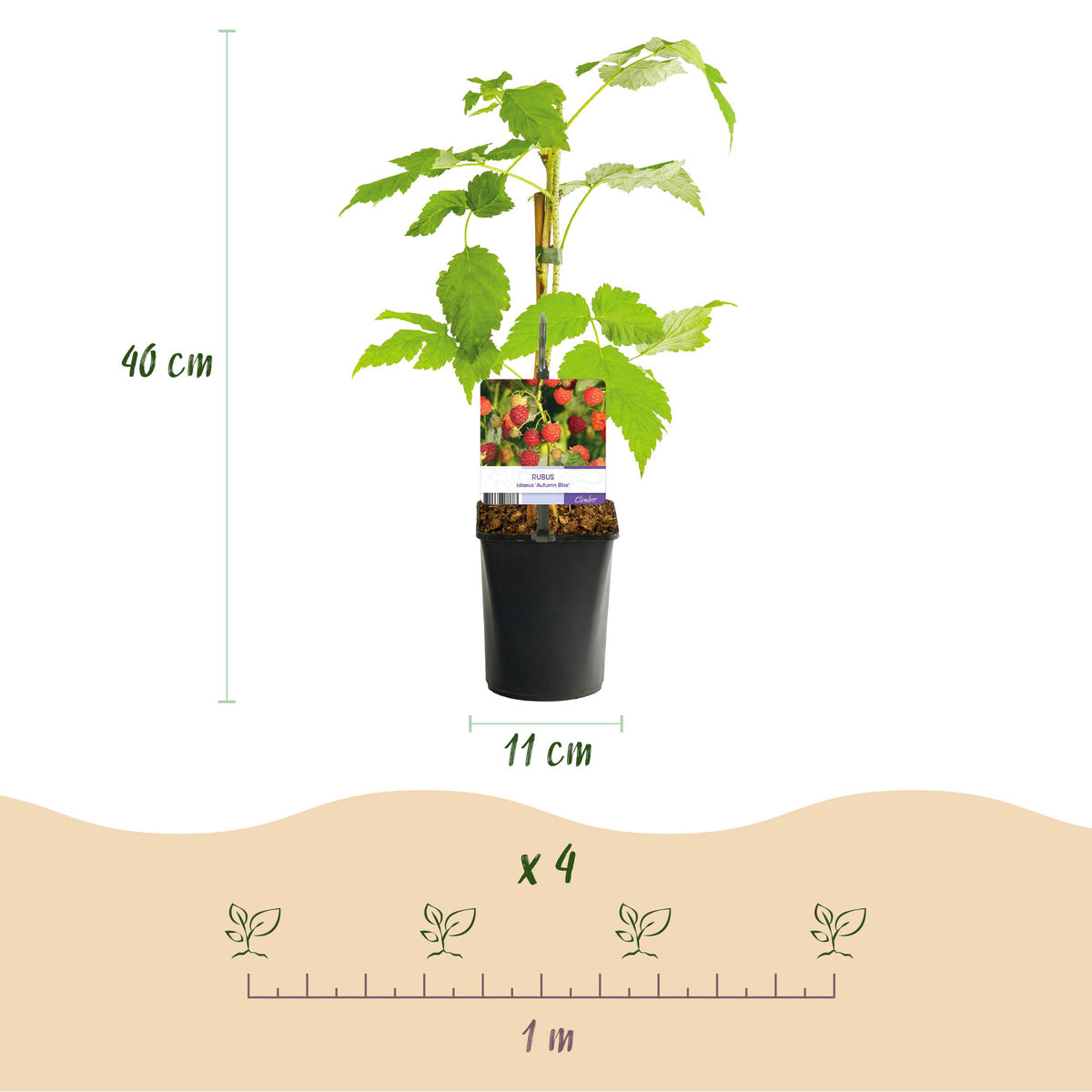 Green boutiQ - Fruitplant - Framboos - Rubus idaeus Autumn Bliss  - Rode Framboos - 2 planten -  Pot 11cm Hoogte 40cm