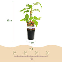 Green boutiQ - Fruitplant - Framboos - Rubus idaeus Autumn Bliss  - Rode Framboos - 2 planten -  Pot 11cm Hoogte 40cm