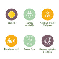 Green boutiQ - Bloembollen - Eranthis Cilicica - Kleur Geel - 25 stuks - Bolmaat 4/5 - XXL Pack