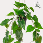 Kunstpflanze - Philodendron scandens - Kletternder Baumfreund - 80 cm