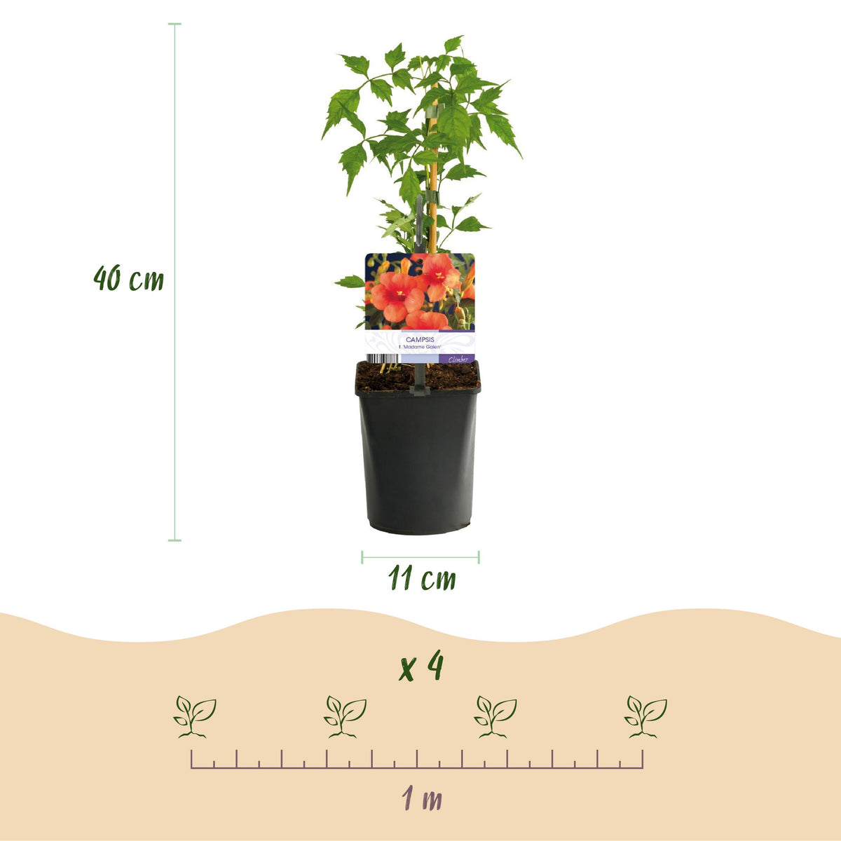 Green boutiQ - Klimplanten Rainbow - Clematis montana Rubens  Hedera helix lonicera Goldflame Campsis madame Galen   - Jaarrond kleur - 4 planten - Pot 11cm Hoogte 40cm