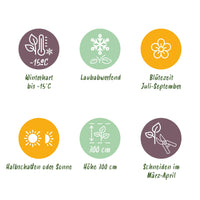 Green boutiQ - Heesters - Hibiscus syriacus Woodbridge - Bloem Roze - 1 Plant - Bladverliezend - Weinig Onderhoud - Pot 17cm Hoogte 45cm