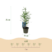 Green boutiQ - Bamboe - Fargesia Blue Dragon - Groen - 2 Planten - Bladhoudend - Niet Woekerend- Pot 14cm Hoogte 35cm