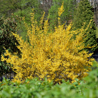 Green boutiQ - Heesters - Forsythia intermedia Goldrauch  - Bloem Geel - 1 Plant - Bladverliezend - Weinig Onderhoud - Pot 17cm Hoogte 45cm