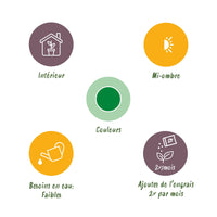 Green BoutiQ - Green is... Kamerplanten - Dracaena Marginata - Drakenbloedboom - Weinig onderhoud - met mand - Groen - 1 Plant - Pot 21cm - Hoogte 90-100cm