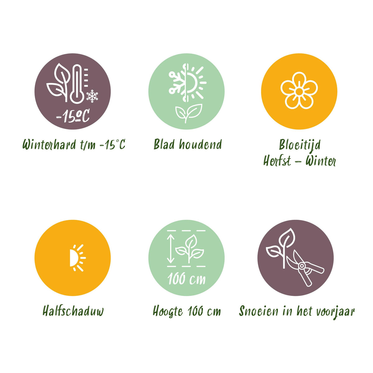 Green boutiQ - Terrasplant - Skimmia japonica Rubella - Bloem Rood - 10+ Bloemen - 2 Planten - Winterhard - Pot 10,5cm Hoogte 25cm