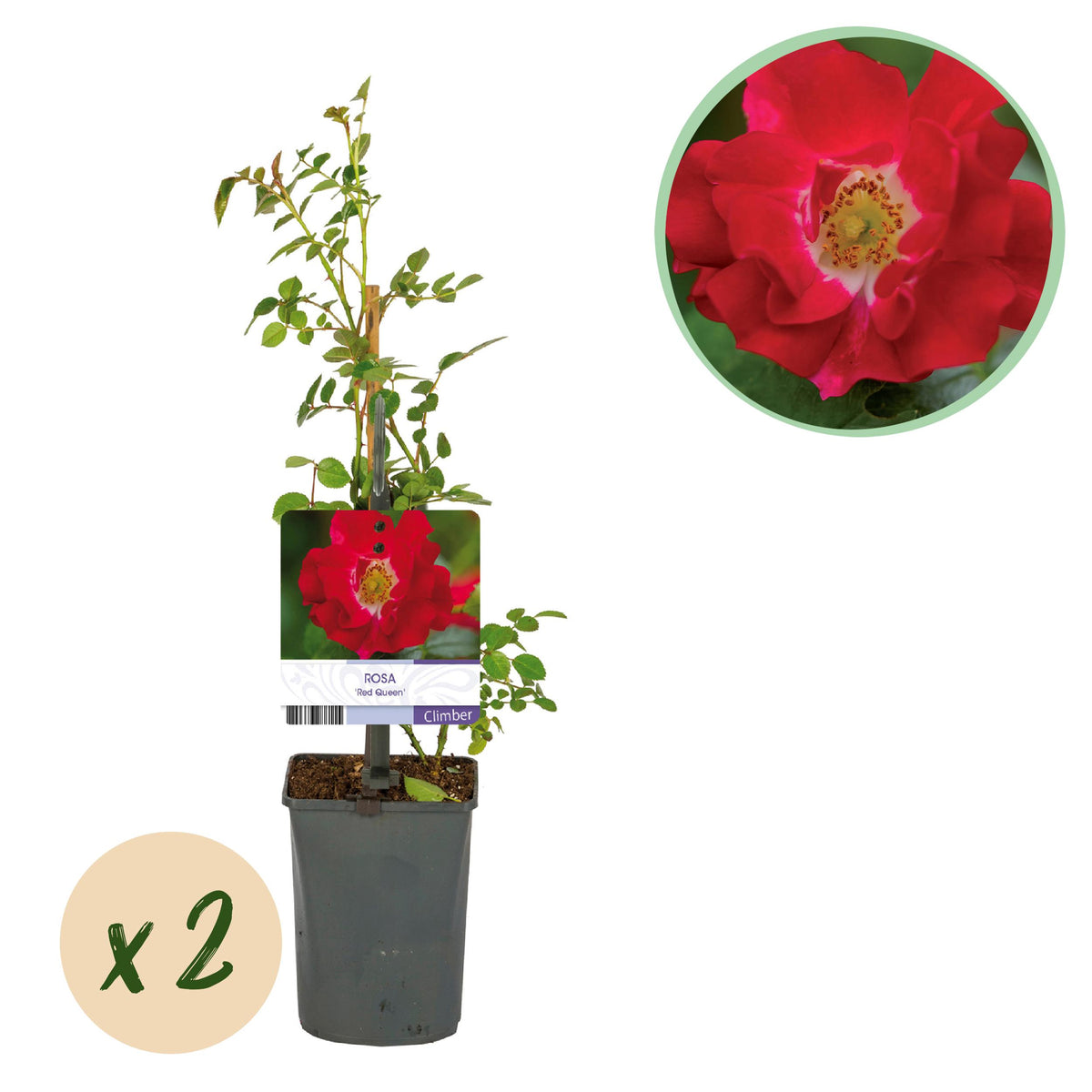 Green boutiQ - Klimroos - Rosa Red Queen - Bloem Rood - Weinig onderhoud - 2 planten - Pot 11cm Hoogte 40cm