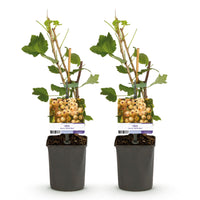 Green boutiQ - Fruitplant - Aalbes - Ribes rubrum White Pearl - Witte Bes - 2 planten -  Pot 11cm Hoogte 40cm