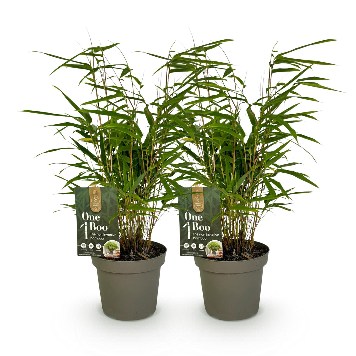 Green boutiQ - Bamboe - Fargesia rufa - Groen - 2 Planten - Bladhoudend - Niet Woekerend- Pot 14cm Hoogte 35cm